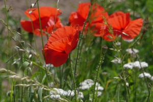 Stuttgart Ost - Mohnblumen